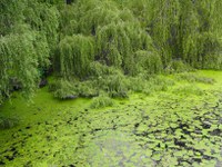 Earth’s greening trend seems to slow down